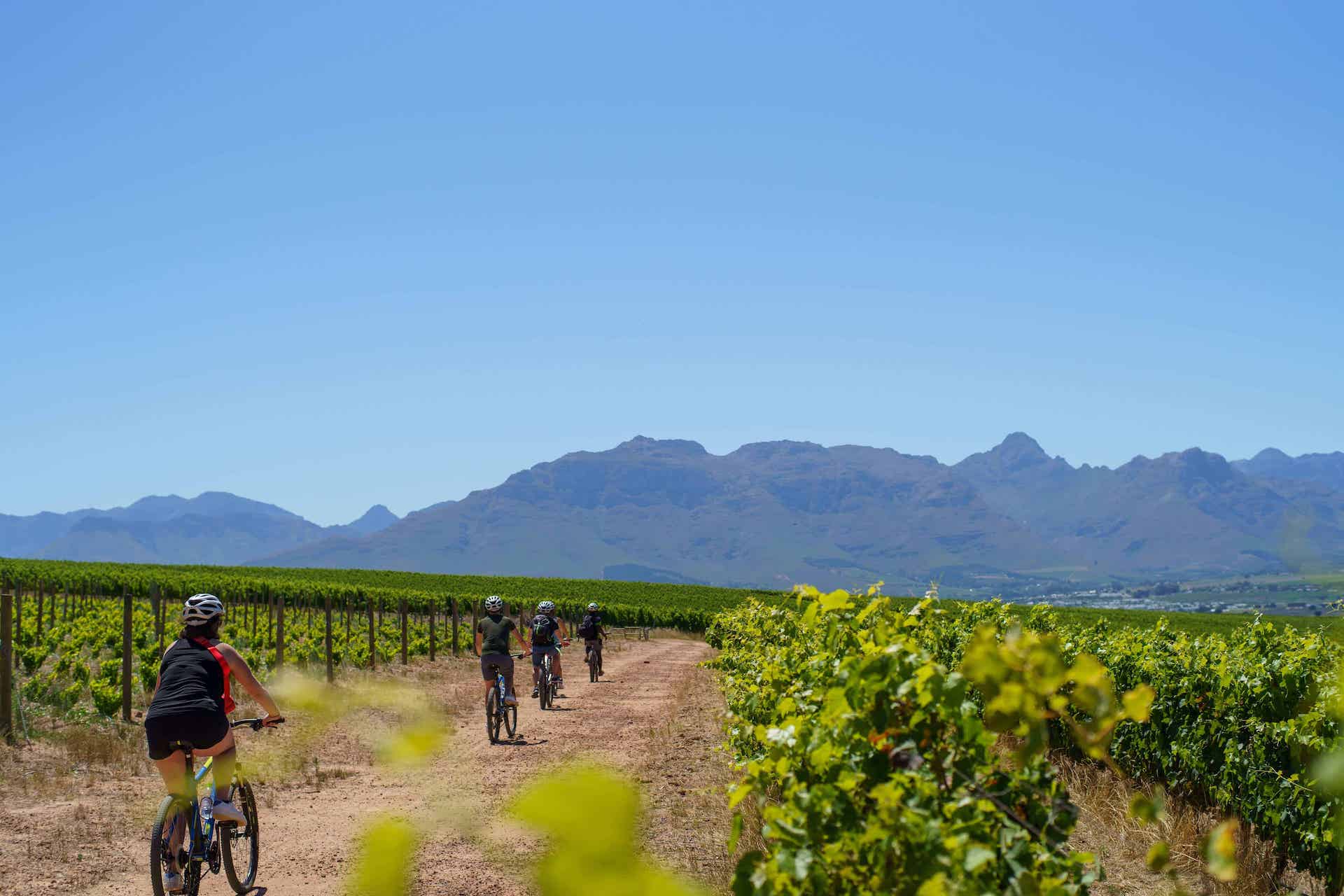 bike wineyard