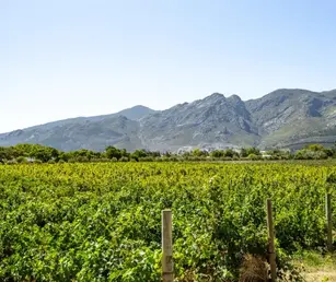 stellenbosch 768x644 compressed 40
